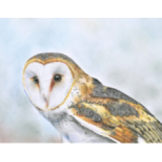 Barn Owl 5